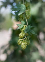 inflorescencias o flores de lúpulo variedad nugget