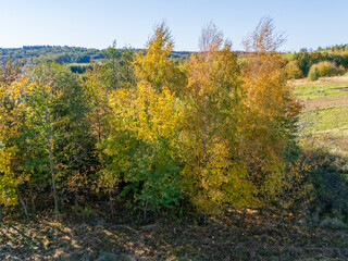 Fototapeta premium Vibrant autumn foliage seen in a beautiful landscape with colorful trees, showcasing the transition of seasons, ideal for nature enthusiasts and photographers.