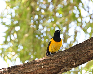 black vented oriole on large tree branch.