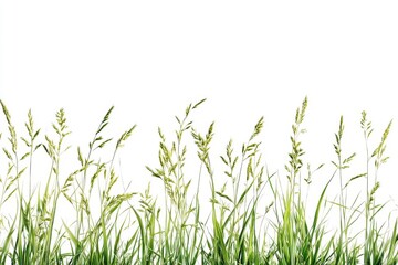 Greenery, swords, pasture against a light canvas