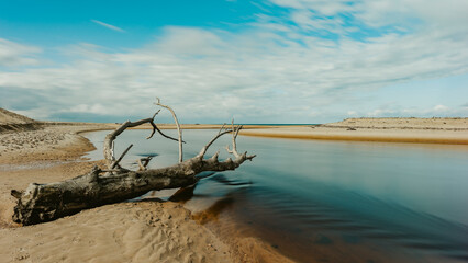 moliets-et-maa arbres mort