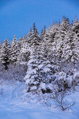 winter forest in the snow in Iceland