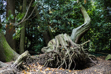 A large tree stump with roots sticking out of it