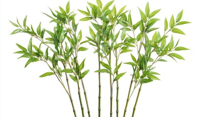 Obraz premium Bamboo plant isolated on a white backdrop