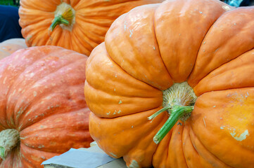 Three giant pumpkins weighing over 200 kg. Autumn harvest of fruits and vegetables.