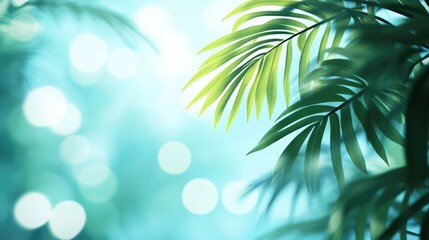 Tropical palm leaf against a bokeh blue sky illuminated by sunlight