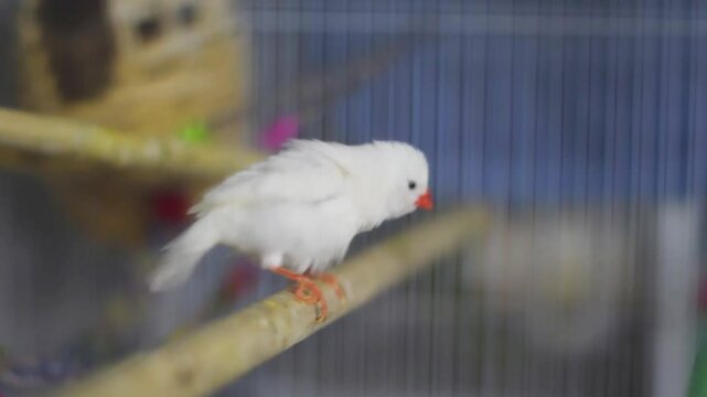 snow white zebra finch 