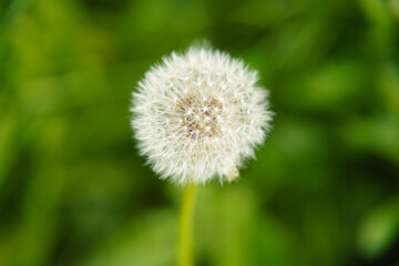 Common Dandelion (Taraxacum officinale ) 