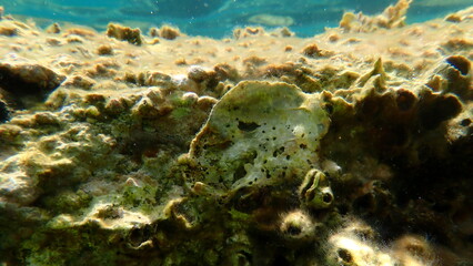 Seashell of bivalve mollusc Neopycnodonte cochlear undersea, Aegean Sea, Greece, Halkidiki, Kakoudia beach