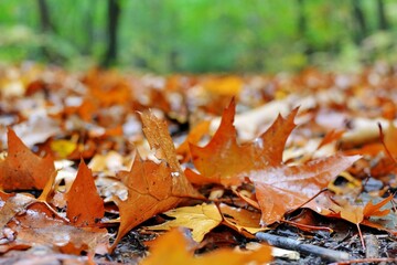 Des feuilles d'automne, posées sur le sol
