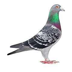 Racing Pigeon, Pigeon, Brieftaube, Brieftaubensport