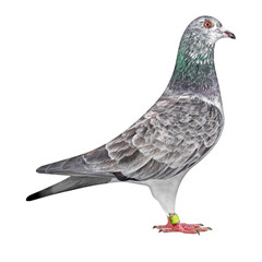 Racing Pigeon, pigeon, Bird,
