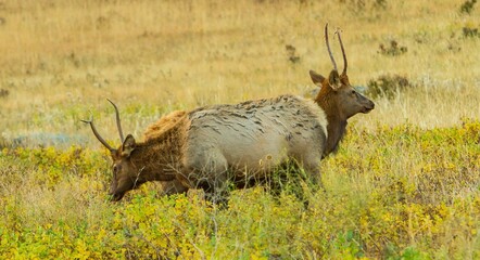 Rocky mountain elk with two heads in a meadow in Rock Mountain National Park; two spike bulls