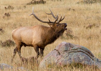 Rocky mountain elk in a meadow in Rock Mountain National Park; a large bull bugling.