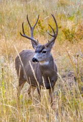 Obraz premium Mule deer four point buck, near Estes Park, Colorado