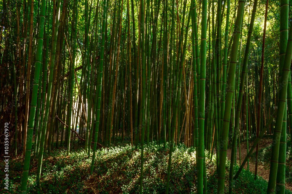 Wall mural bamboo forest