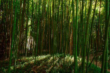 bamboo forest