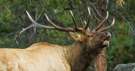 Rocky Mountain Elk, Cervus canadensis, bugling, Rocky Mountain National Park, Colorado, USA