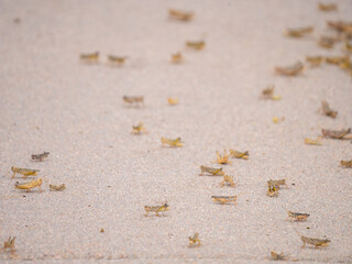 A horde of grasshoppers, locusts
