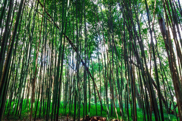 Fototapeta premium a tranquil scene within a dense bamboo forest
