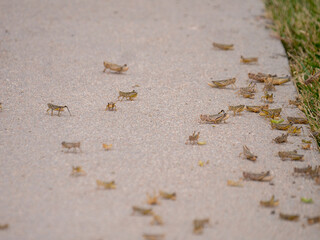 A horde of grasshoppers, locusts