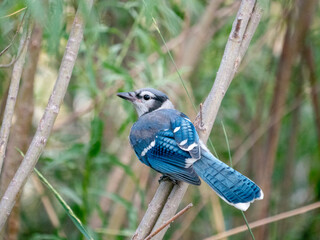 blue jay on a branch