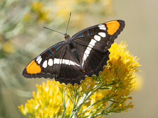 Arizona Sister, Adelpha eulalia, butterfly