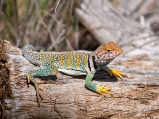 Eastern Collared Lizard, Crotaphytus collaris