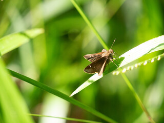 Clouded Skipper, Lerema accius, butterfly