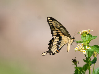 Eastern Giant Swallowtail, Heraclides cresphontes, butterfly