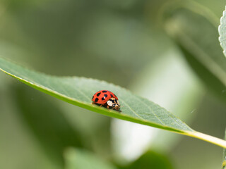 Asian Lady Beetle, Harmonia axyridis, ladybird, ladybug on leaf