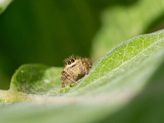 macro of a jumping spider