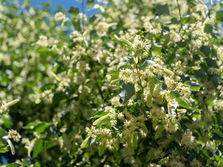 Basswood Tilia americana flowers linden