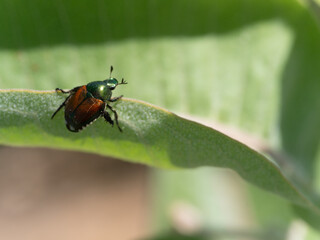 Fototapeta premium Japanese Beetle Popillia japonica invasive garden beetle