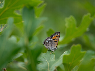 Tailed Copper, Tharsalea arota, butterfly