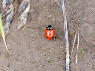 Transverse Lady Beetle Coccinella transversoguttata lady bug ladybird