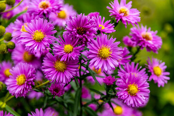 Fototapeta premium Unterwegs an der Landesgrenze zwischen Hessen und Thüringen im wunderschönen Eichsfeld zur Burg Hanstein bei Bornhagen - Thüringen - Deutschland