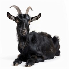 Fototapeta premium Black goat with long horns is laying down on a white background