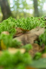 moss