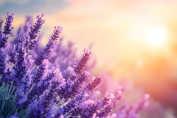 Lavender field