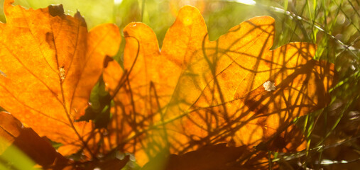 Sunlit Orange Leaf on the Ground