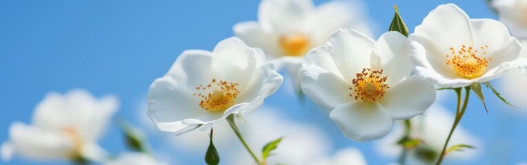 White wild roses in full bloom, blue sky background, banner design They form an elegant floral pattern against the clear blue backdrop Generative AI