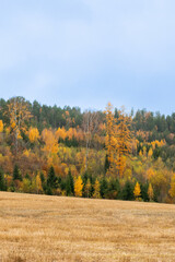 Autumn forest and a field