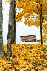 A single bench in the middle of autumn trees, fall leaves on the ground