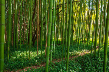 Fototapeta premium a tranquil scene within a dense bamboo forest