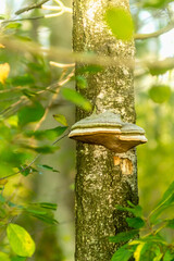 Birch Mushroom Wonder