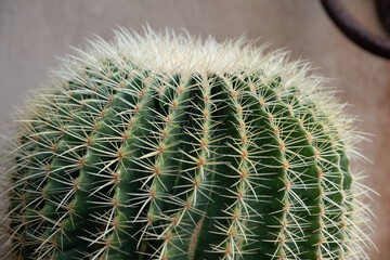 close up of cactus