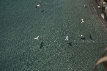 seagulls flying on the beach