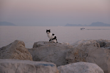 cat on the beach