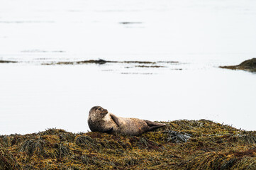 icelandic seals inside the Ytri Tunga Beach, Snaefellness Peninsula, Iceland